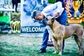 Cane corso italiano dog exhibition Sofia, Cane Corso Sofia Cup September 23 2018